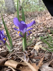 Iris verna smalliana