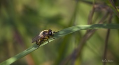 Platynochaetus setosus
