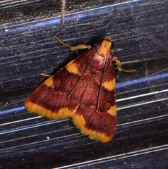 Hypsopygia flavamaculata