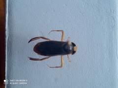 Corixa
