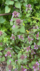 Lamium purpureum