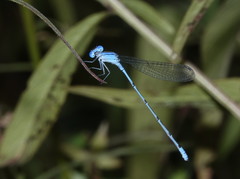 Pseudagrion cingillum
