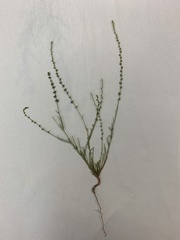Lophiocarpus tenuissimus