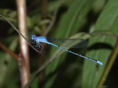 Pseudagrion cingillum