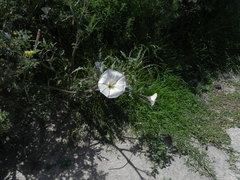 Datura ceratocaula