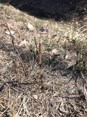 Equisetum arvense image