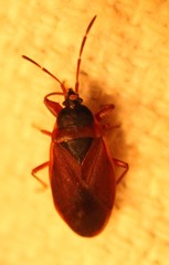 Gastrodes pacificus