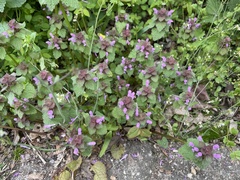 Lamium purpureum