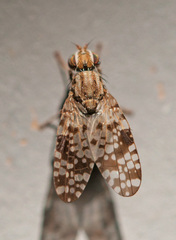 Campiglossa difficilis