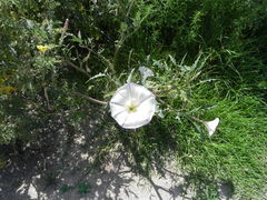 Datura ceratocaula