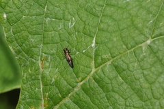 Agrilus derasofasciatus