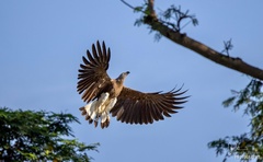 Haliaeetus