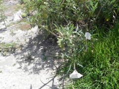 Datura ceratocaula