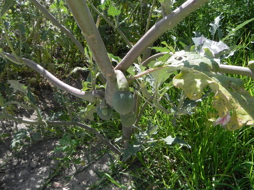 Image of Datura ceratocaula by (c) biolsamuel, some rights reserved (CC BY)