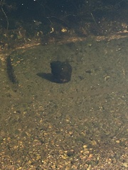 Planorbarius corneus