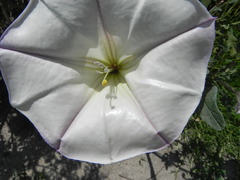 Datura ceratocaula