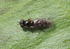 Platycheirus albimanus