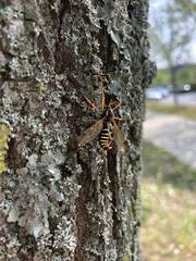 Ctenophora flaveolata