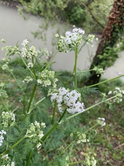 Anthriscus sylvestris