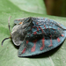 Escarabajos Tortuga - Photo (c) alapi973, algunos derechos reservados (CC BY-NC-SA)