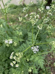 Anthriscus sylvestris