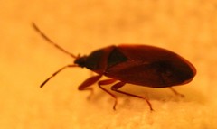 Gastrodes pacificus