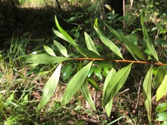 Persoonia iogyna