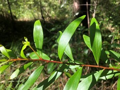 Persoonia iogyna