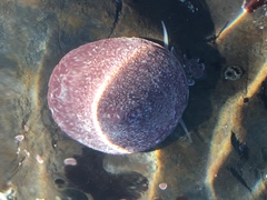 Acmaea