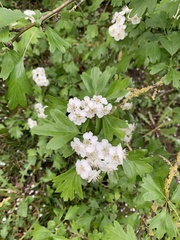 Crataegus monogyna