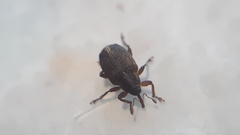 Lignyodes suturatus