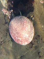 Acmaea