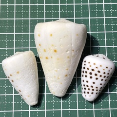 Conus eburneus