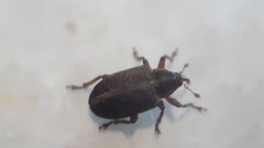 Lignyodes suturatus