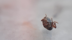 Lignyodes suturatus