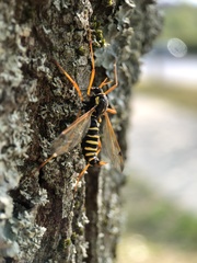 Ctenophora flaveolata