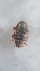 Lignyodes suturatus