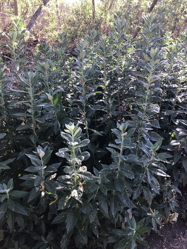 iNaturalist observation photo of California mugwort