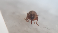 Lignyodes suturatus
