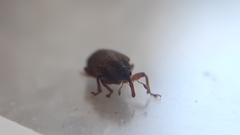 Lignyodes suturatus
