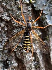 Ctenophora flaveolata
