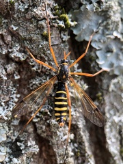 Ctenophora flaveolata