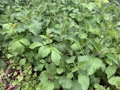 Urtica dioica