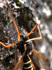 Ctenophora flaveolata