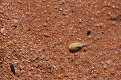 Triops australiensis