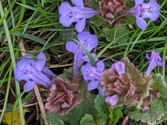 Glechoma hederacea