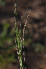 Eragrostis amurensis