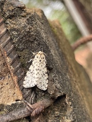 Alpenus maculosa