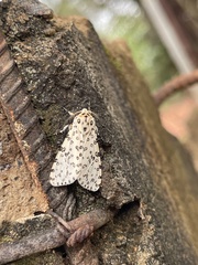 Alpenus maculosa
