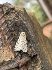 Alpenus maculosa